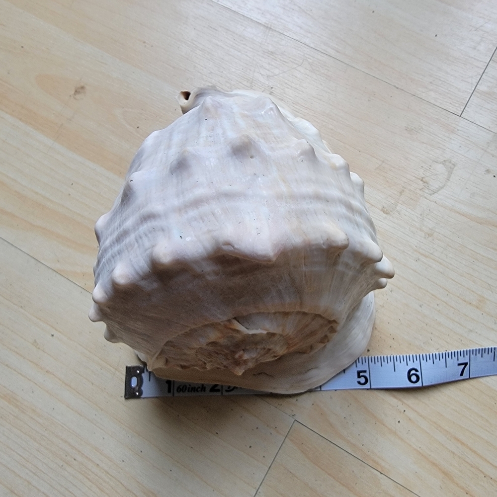 Large Beach Seashell Tan and Brown Cowrie Shell Decor Accent - Picture 6 of 9